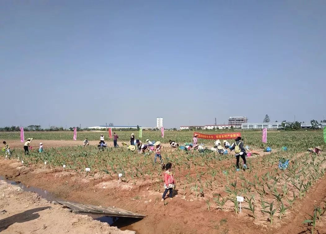 (懿兴潼湖基地实拍)地址:广东省惠州市惠城区潼湖镇军垦农场联系人:肖