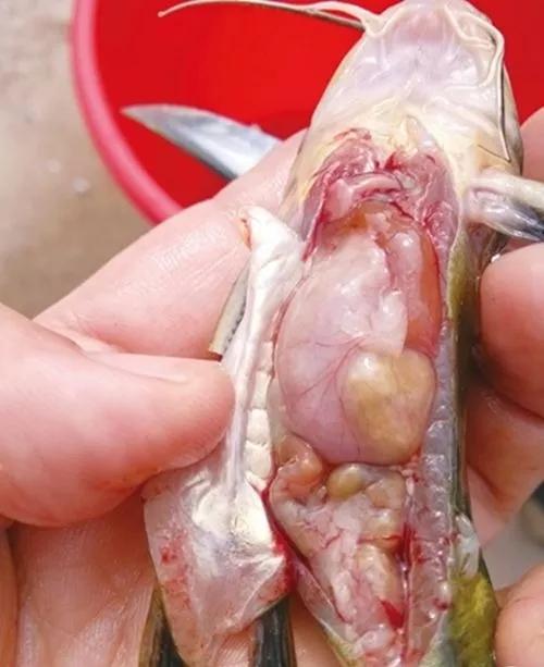 别只顾着投料,鱼的肠道养护也很重要