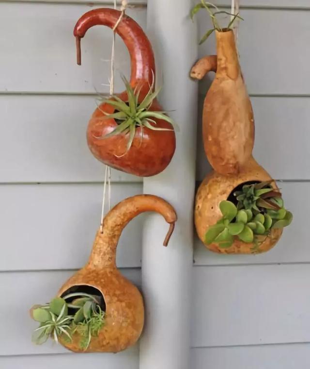 原创quot晒干的葫芦都有什么用处进来看一看就怕你玩儿上了瘾quot