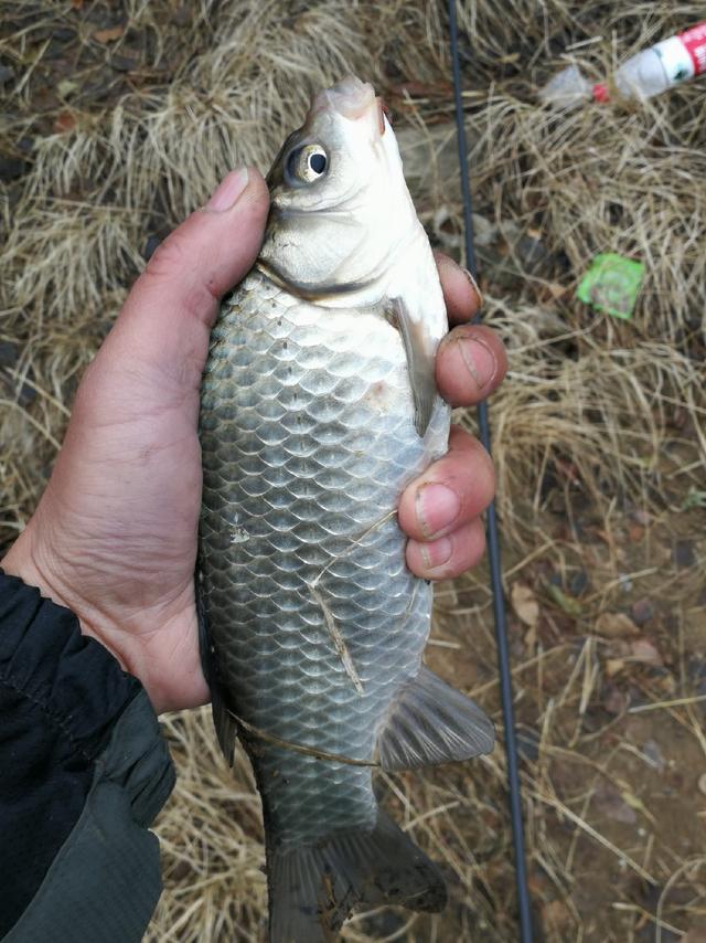 降溫前爽釣鯽降溫後魚情突變