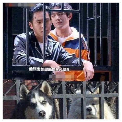 孙红雷牛头梗刘昊然的柴犬,那些年和动物神撞脸的明星们