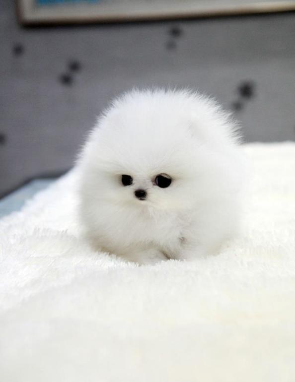 过度溺爱的博美犬,会有以下"坏习惯",过度溺爱是在害它