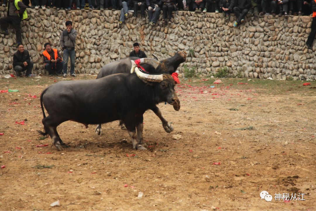 从江斗牛选用身材魁梧的牯子(公牛)水牛,并以戏曲中将军的模样来扮装