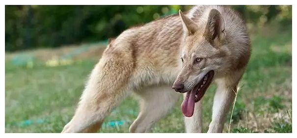 5,萨尔路斯狼犬从外表看,确实非常有狼的气质是由混血狼培育出来的狼