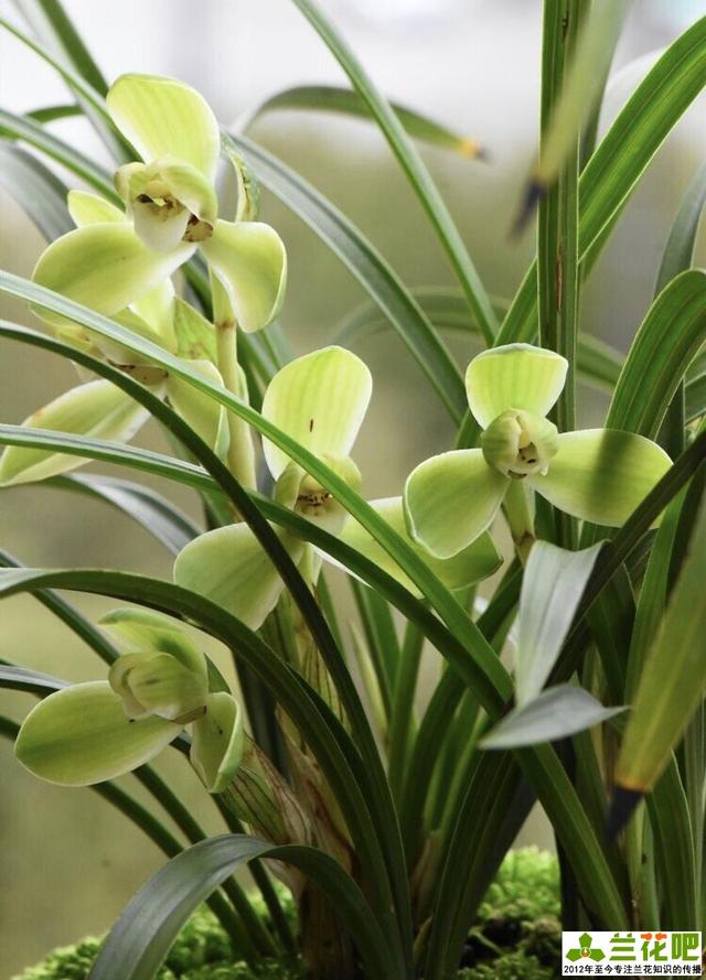 哪种瓣形花色的兰花为上品