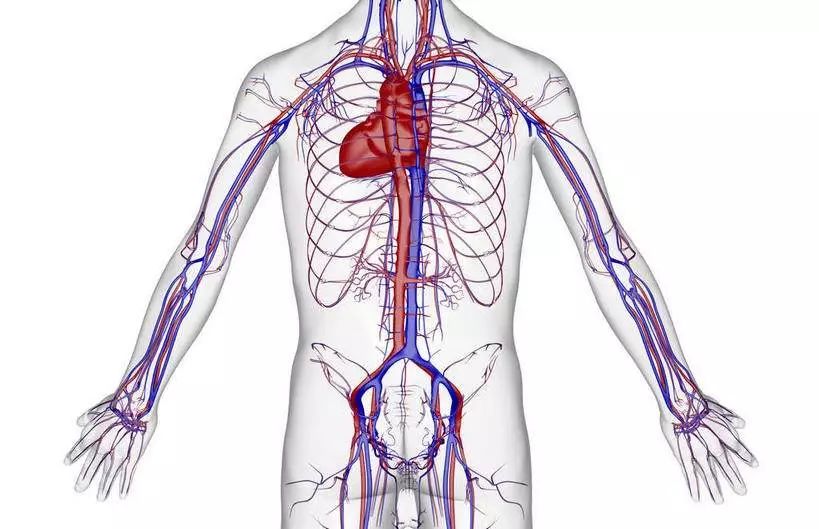 人体血管分布图背部图片
