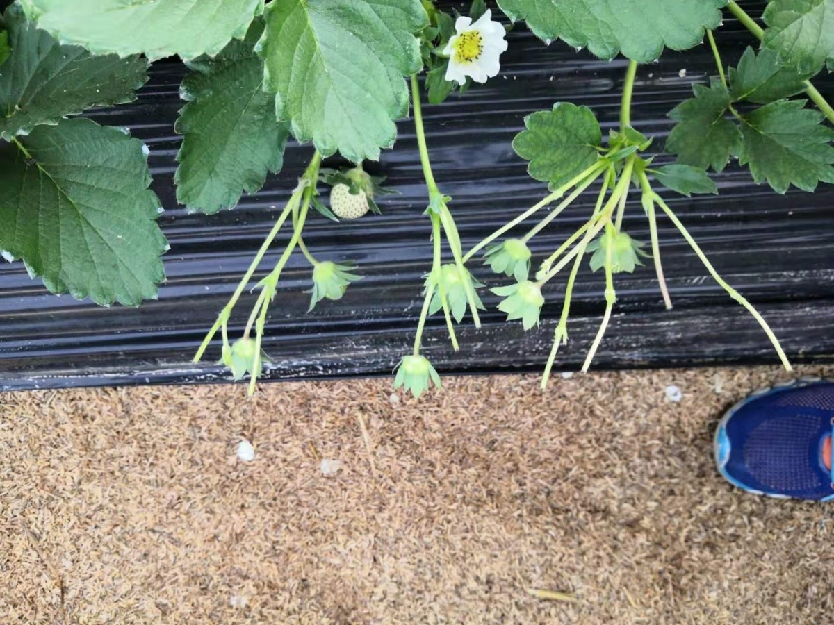 及时的松土,疏花疏果和及时的去除消耗养分的老叶,匍匐茎,能保证养分