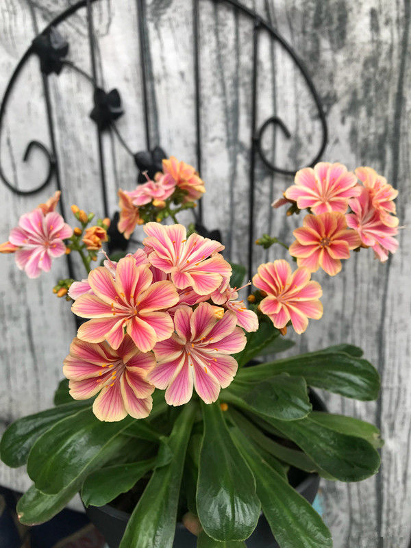 盆栽绿植"新宠"—荷兰菊,花期达半年,好看又好养,值得入手