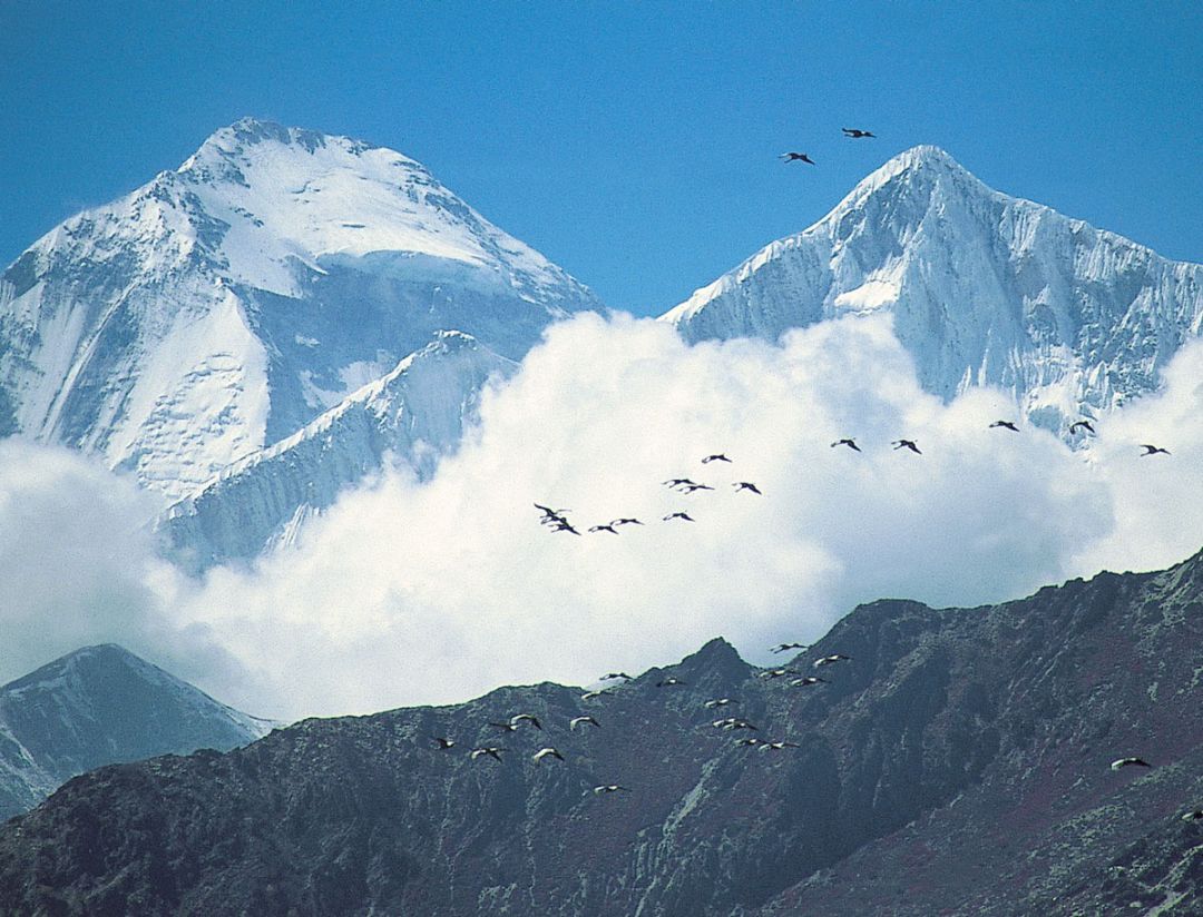 蓑羽鹤飞越珠峰的图片图片
