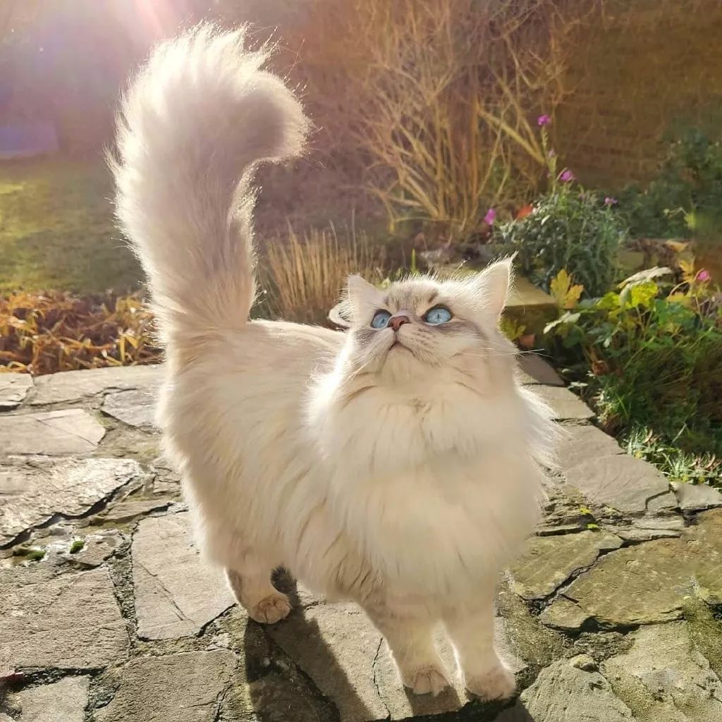 一只来自比利时的西伯利亚森林猫,神仙喵仙女