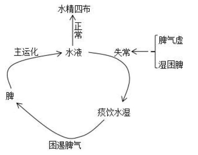 脾主运化为啥有人喝凉水也长胖