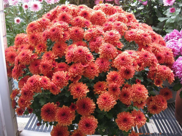 盆栽绿植"新宠"—荷兰菊,花期达半年,好看又好养,值得入手