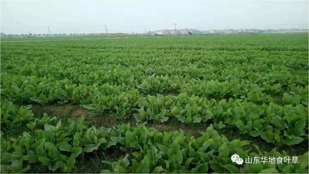 山东华地食叶草农业科技发展有限公司介绍