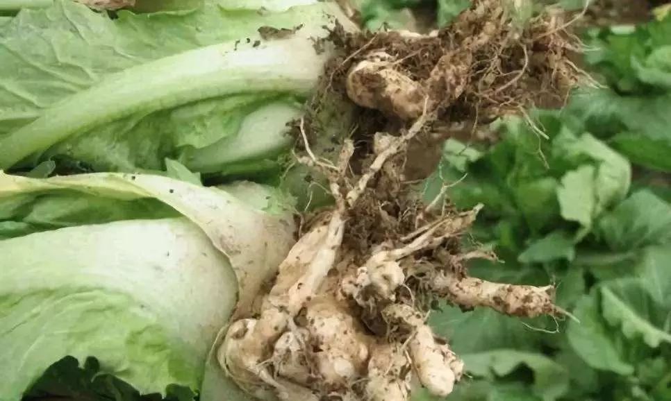 广大种植户,白菜"根瘤病"有救啦!
