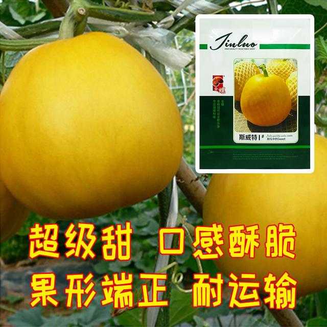 该品种名为"斯威特1号",不管是在甜瓜口感,品质亦或是产量方面的表现