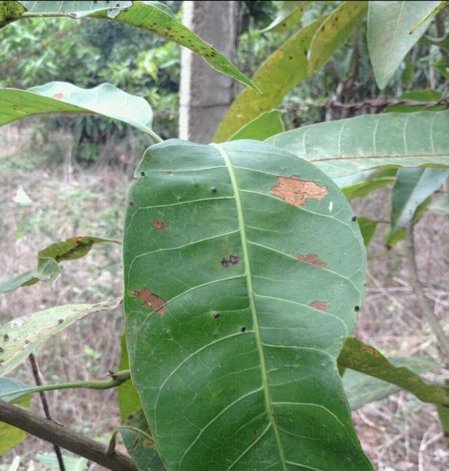 芒果炭疽病防治專家教你這樣做芒果長的好病害少