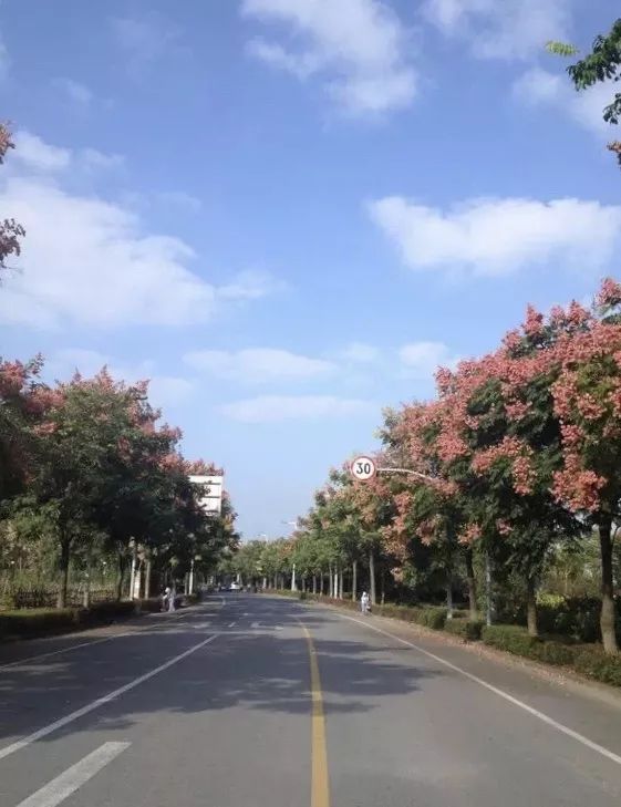 这是大家眼中最美的青浦路快来看看有你的吗