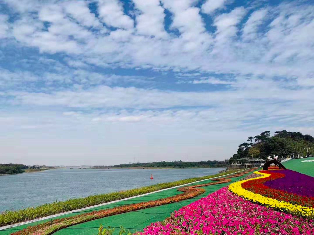 在江根村后堤围上,五彩斑斓的花海,逐渐泛红的晚霞,随风摇曳的风筝