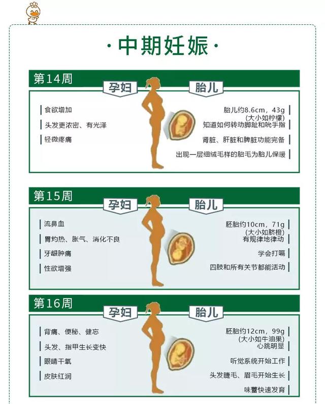 五只小鸭中期妊娠孕妈和胎宝宝每周变化图鉴