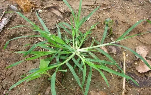 农村马路旁种的这种野草,竟然是治"风湿"最佳良方