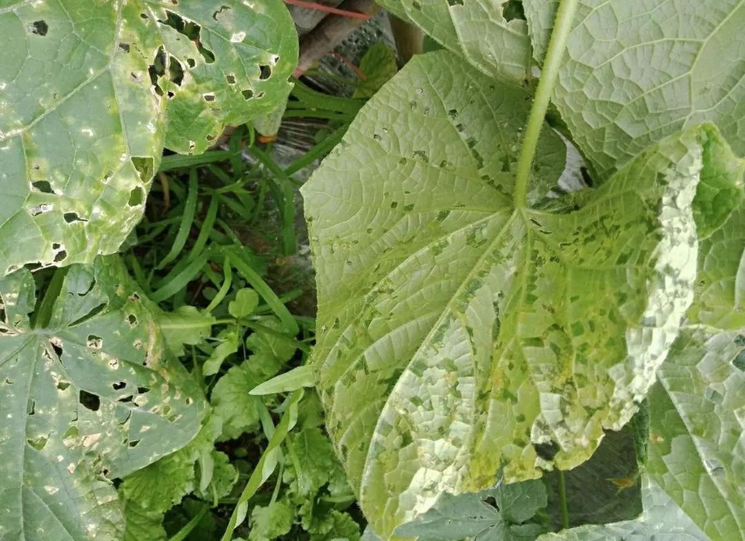不得不看黄瓜十大常见病害高清图谱防治方法