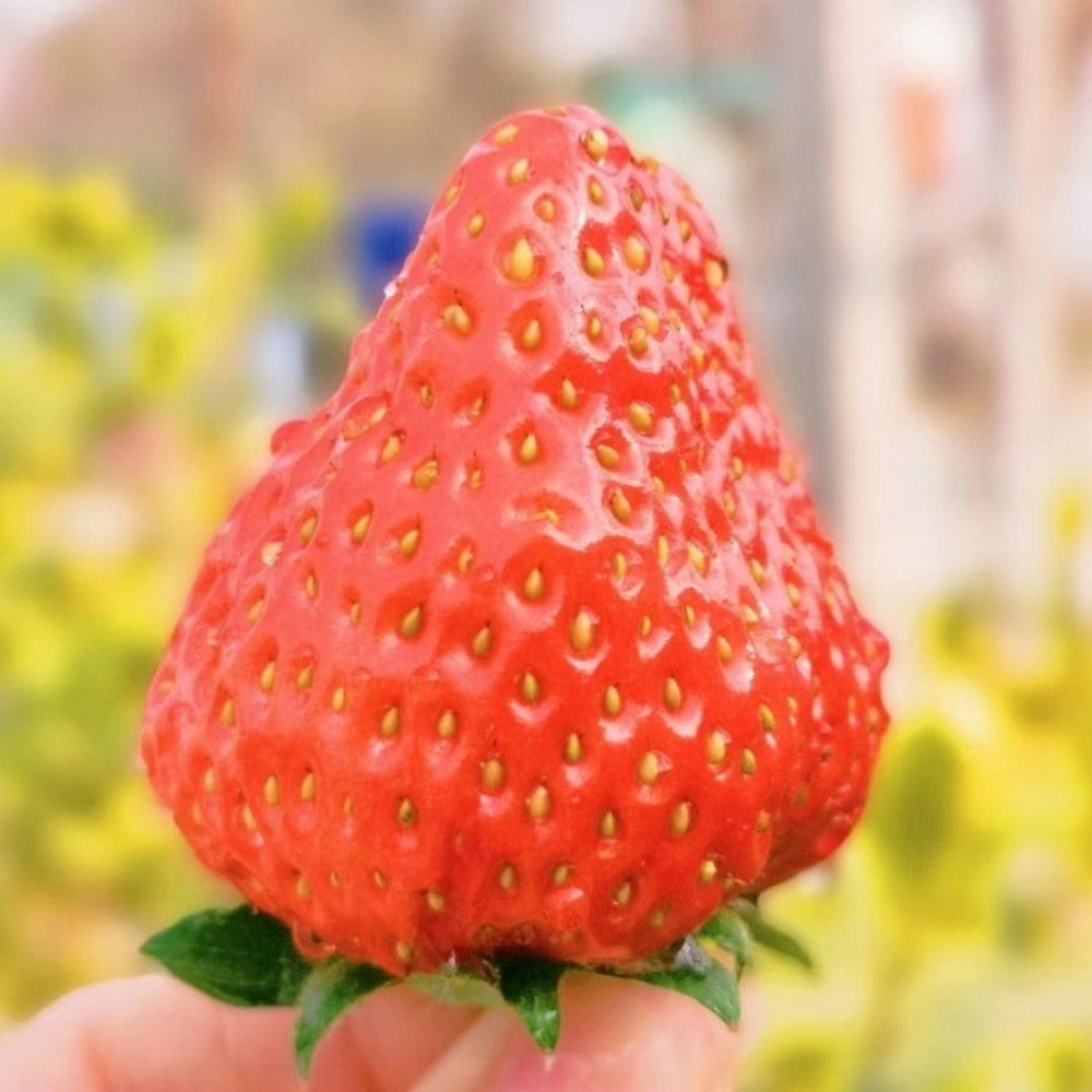 西禾草莓四大名媛果然大有来头