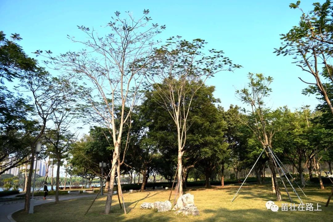 白贝煮出来很美味涮过生鱼片跟猪杂,粥底里放入鱼骨跟生