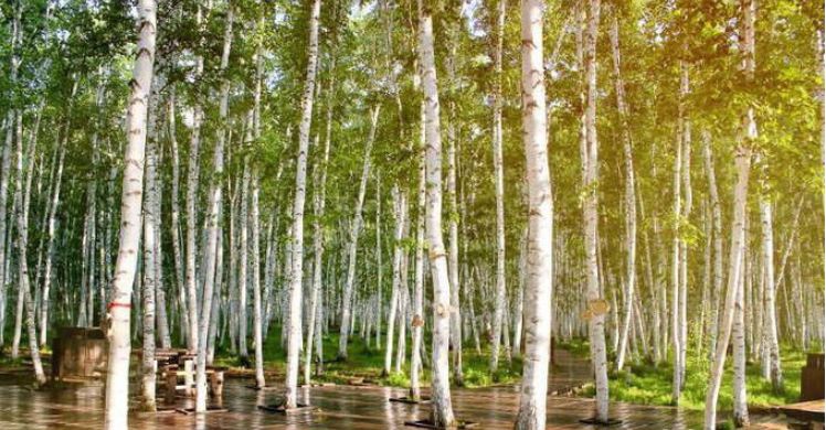 笛子版《陪你一起看草原》,连听3遍!