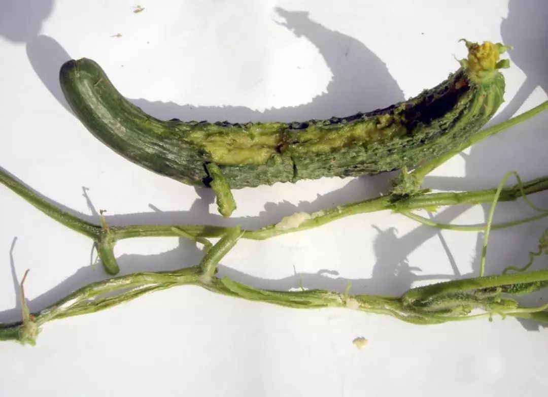 病原主要是软腐果胶杆菌,可危害黄瓜的果实,茎杆,叶片.