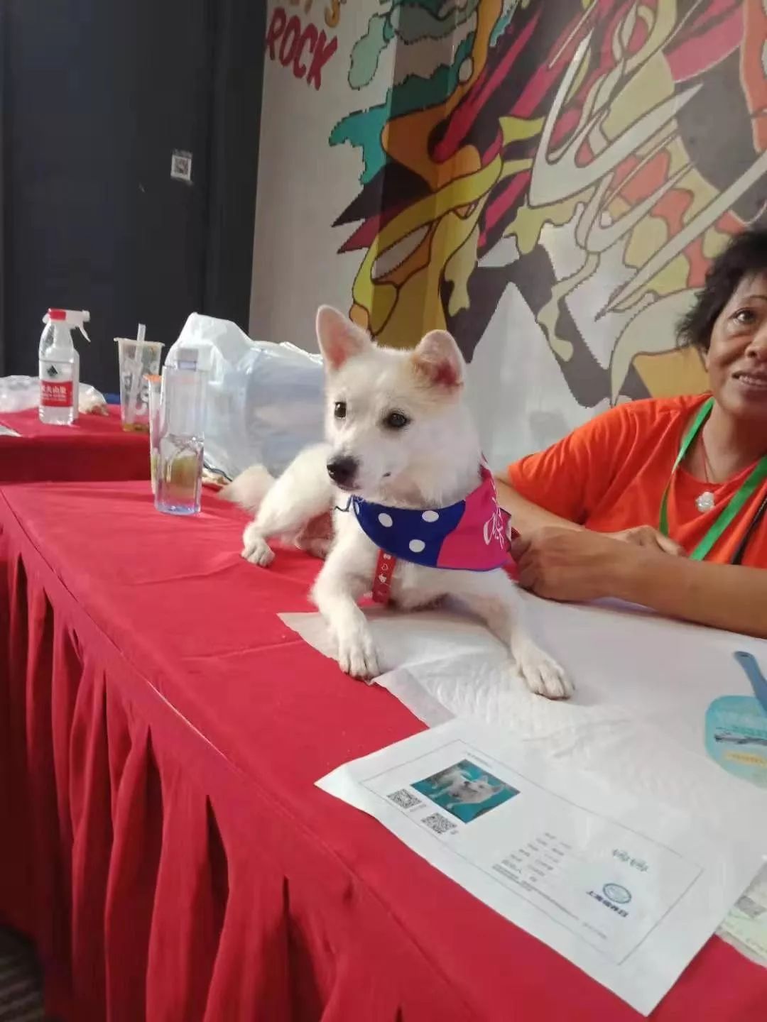 永远爱你线上领养娜娜莱克找温暖的家