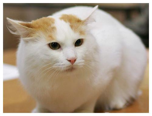 国宝级小猫咪,随意贩卖牢底坐穿,身价超级高的土耳其梵猫