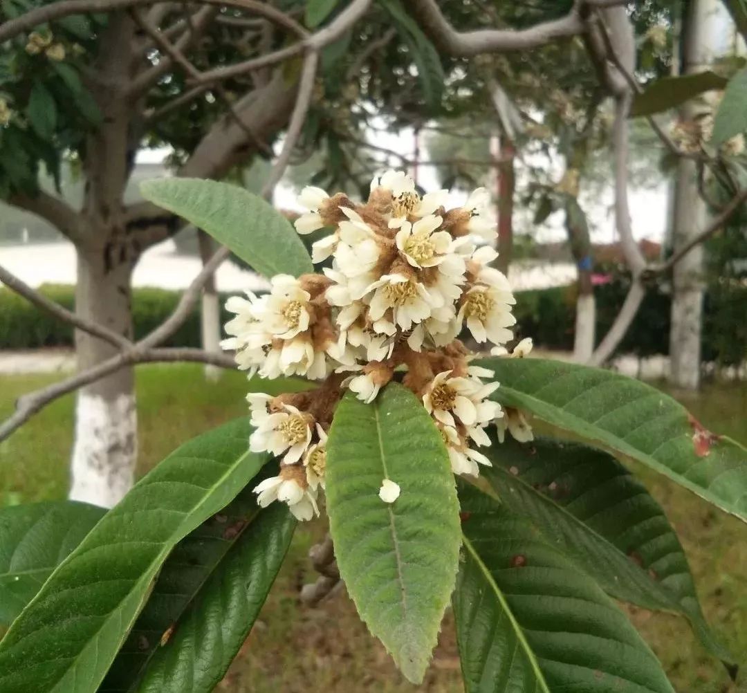 枇杷花开 必经