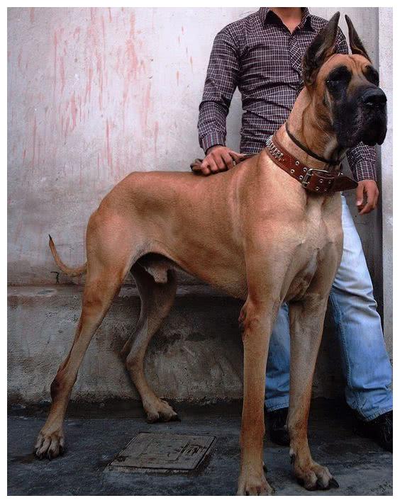 此犬是欧洲贵族身份的象征,却因为体型大,能吃,被中国人拒绝_乔治