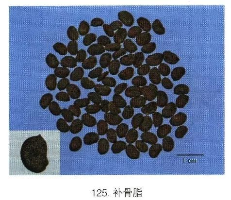 来源:豆科植物补骨脂的干燥成熟果实产地:主产四川,河南,安徽,陕西等