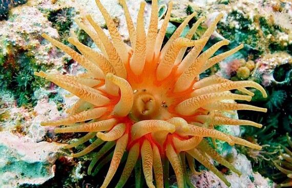 大洋之花海葵