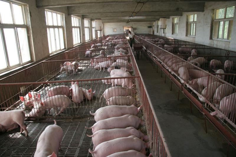 近半年肉价居高不下山东智慧畜禽养殖环境监测系统