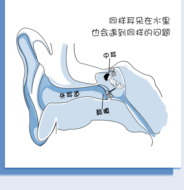 自由潜水秘诀大揭露:教你轻松看懂法兰佐_出处