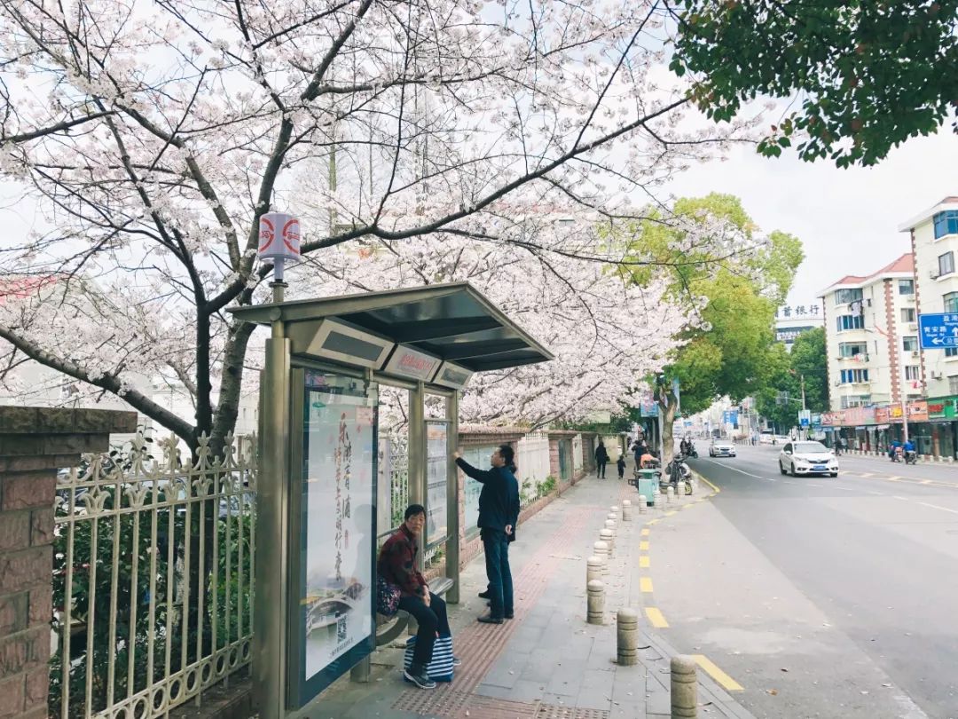 这是大家眼中最美的青浦路快来看看有你的吗