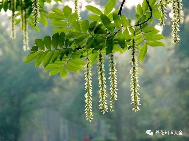 识花看图猜花名了解更多有趣花卉知识