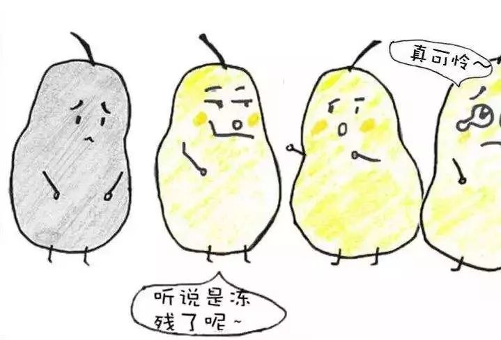 冻梨变铁锤还能钉钉子我好像过了个假冬天