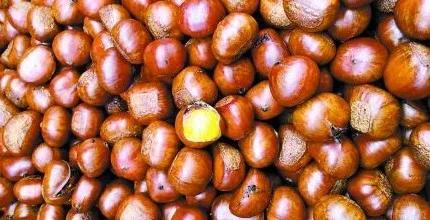 店铺推荐皇栗皇地址:涧西区青岛路景华路口西20米栗尚往来地址:涧西区