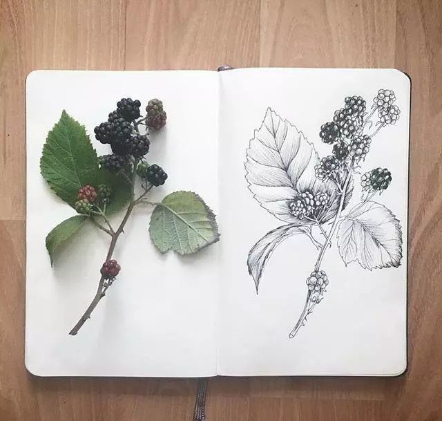 一组手绘植物速写清新自然好像直接复制一样