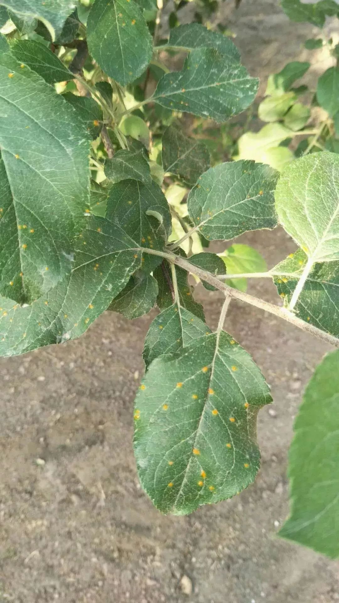 锈病严重发生的原因及综合防治技术如何防治病害