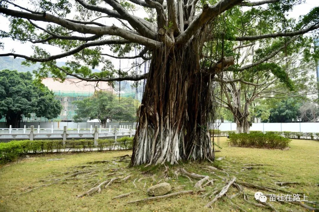 20191220米香肠粉粥铺韦记牛杂宝林寺顺峰山公园顺德御