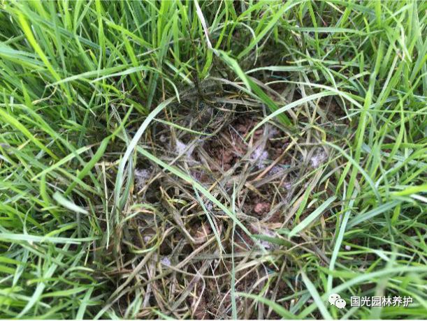 【国光微讲堂】西北地区草坪基地主要病害总结