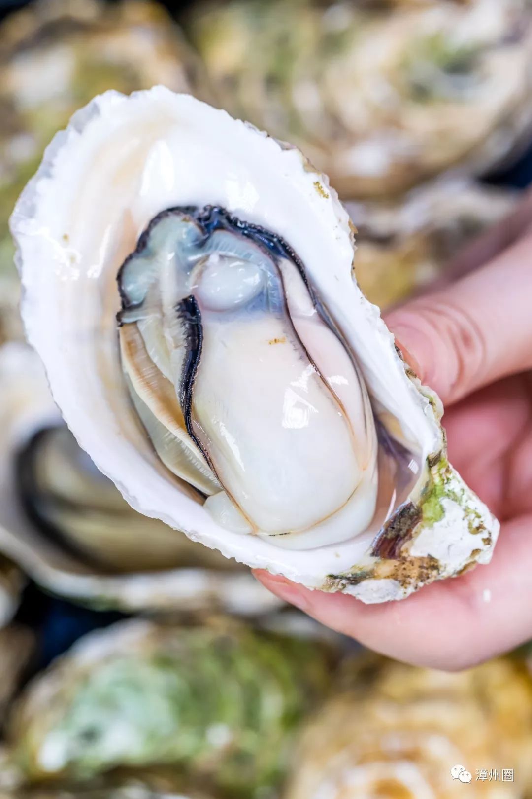 5折生蚝38元烤鸡漳州物价可以啊100元就能去大搓一顿