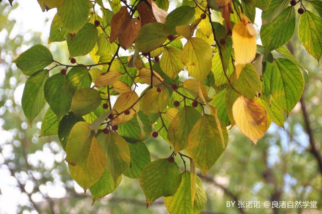 北紅尾鴝雄鳥觀果植物:珊瑚樸,火棘,無刺枸骨,苦楝,楓楊,黃山欒樹