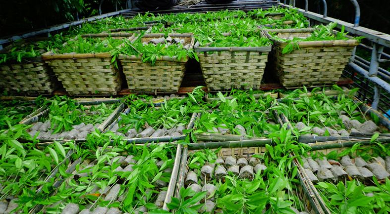 沉水植物有什么作用