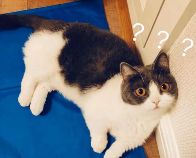 肖战竟然背着坚果去撸猫想成为哥哥手里的猫