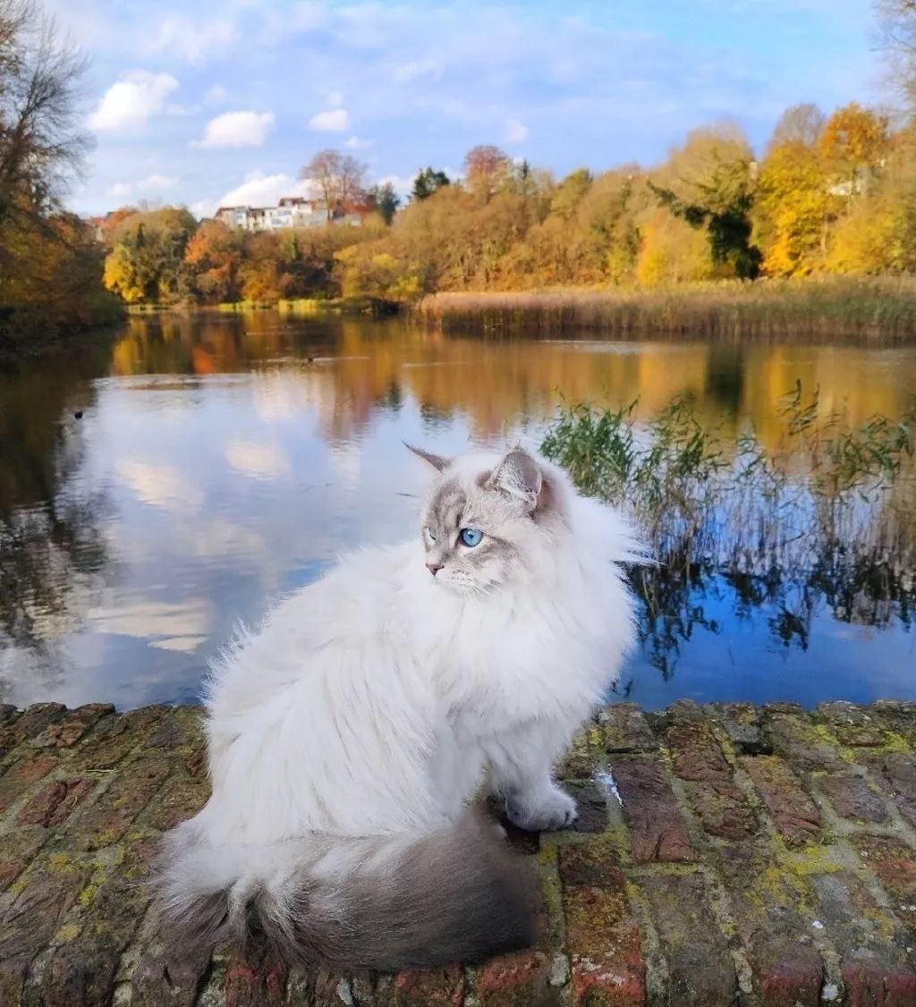 一只来自比利时的西伯利亚森林猫,神仙喵仙女